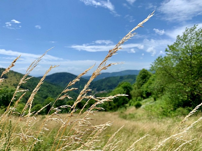 Champs et forêts sur les hauteurs de la ville de Thann