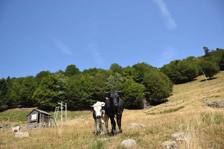 Vaches du Grand Langenberg