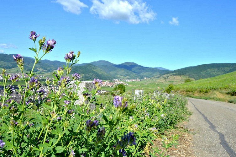 Hiking tour - The necropolis in Sigolsheim