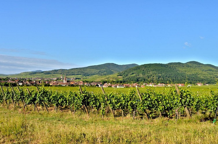 Circuit rando - la nécropole de Sigolsheim