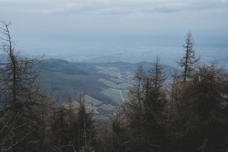 Mountainbike Runde - Ungersberg