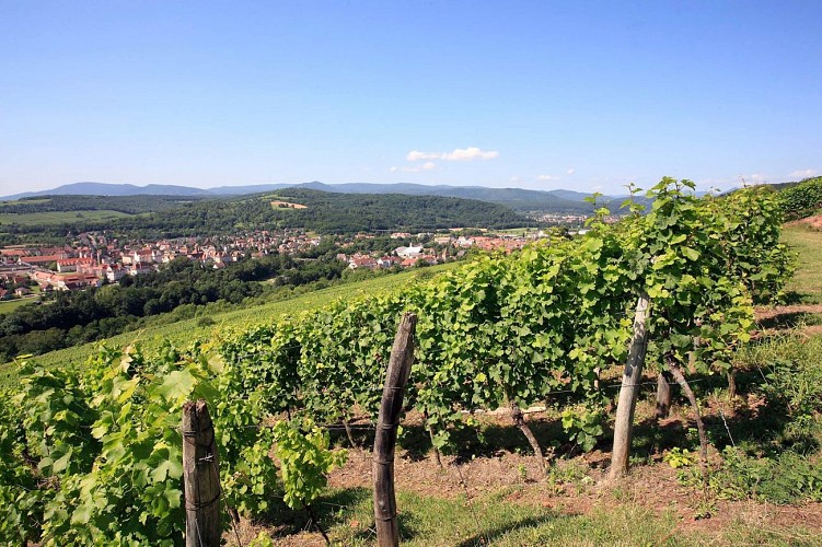 Vignoble de Mutzig