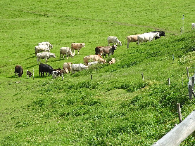 Belacker and Gsang starting from Saint-Amarin