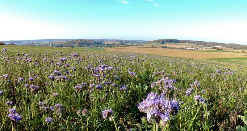 Panorama sur Aspach depuis le circuit du Haulenwald d'Illfurth
