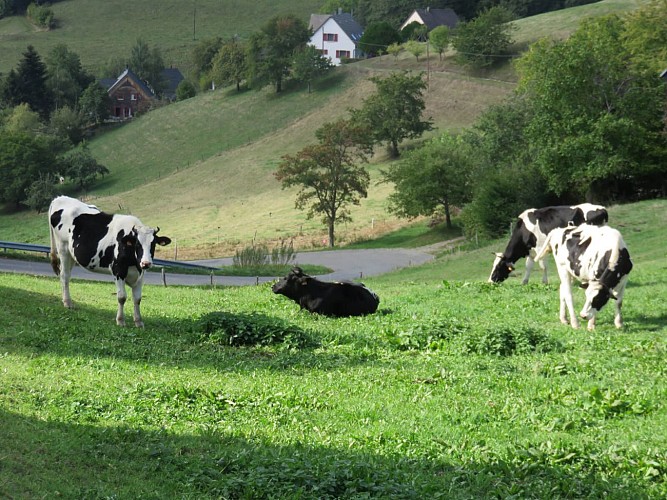 Balade ferme-auberge Rain des Chênes : Des chemins bordés de pierres
