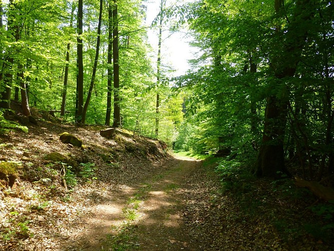 Un agréable sentier forestier