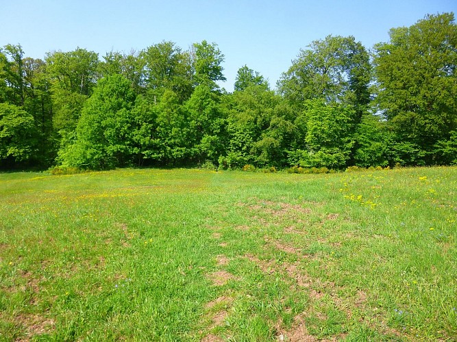 Dans cette étendue d'herbe, le chemin est à peine visible