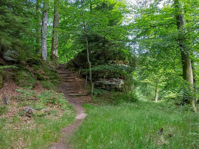 Un petit escalier dans les bois