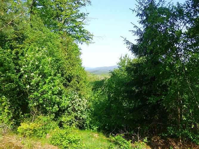 Jolie vue entre les arbres