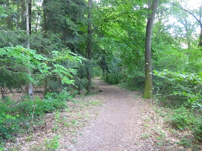 Ce petit sentier forestier permet de retourner au parking de la cave vinicole de Cleebourg