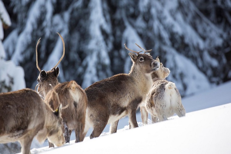 Entdeckungswanderung zur Ferme aux Rennes auf dem Schantzwasen