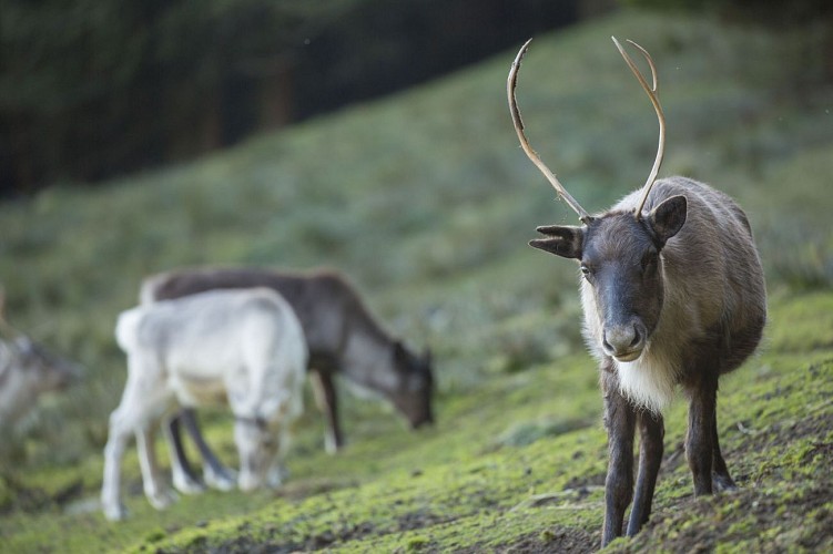Entdeckungswanderung zur Ferme aux Rennes auf dem Schantzwasen