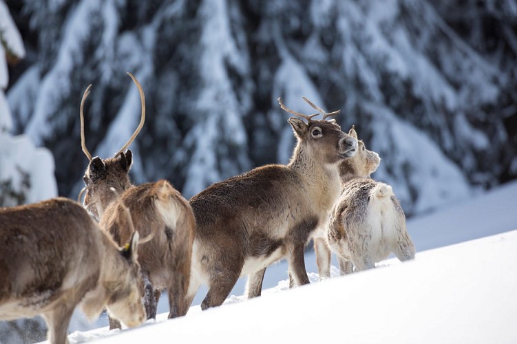 Schantzwasen Reindeer Farm discovery walk