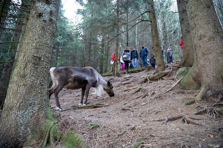 Schantzwasen Reindeer Farm discovery walk