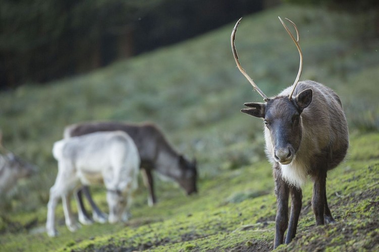Schantzwasen Reindeer Farm discovery walk