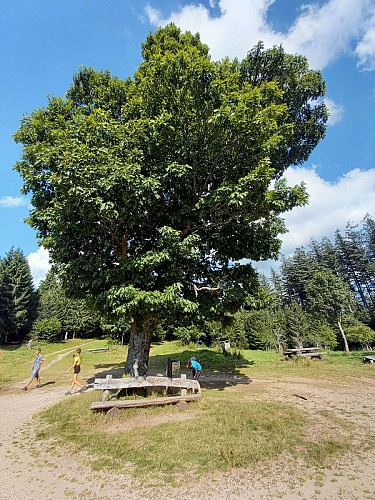 N°02 L’Arbre de la liberté