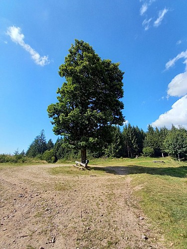 N°02 L’Arbre de la liberté