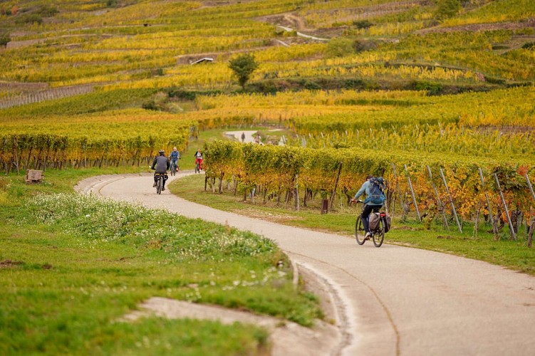Véloroute du Vignoble d'Alsace