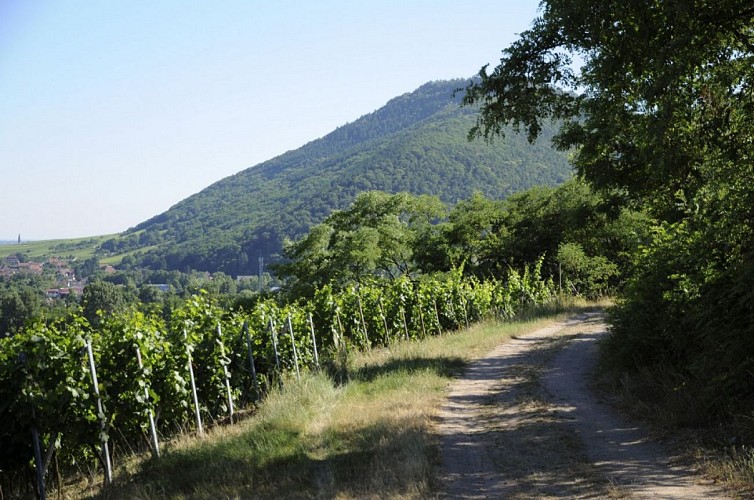 Sentier viticole de Scherwiller