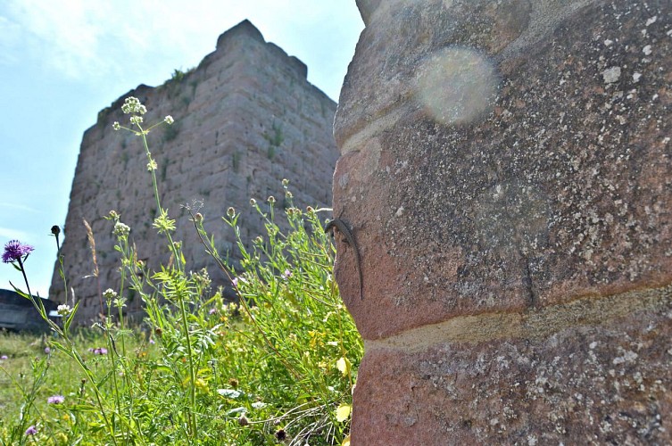 Wanderung - von Orbey nach Labaroche über die Burg Hohnack