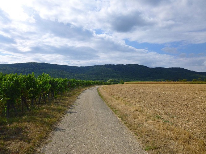 Vue sur le vignoble des environs de Cleebourg et sur le piémont