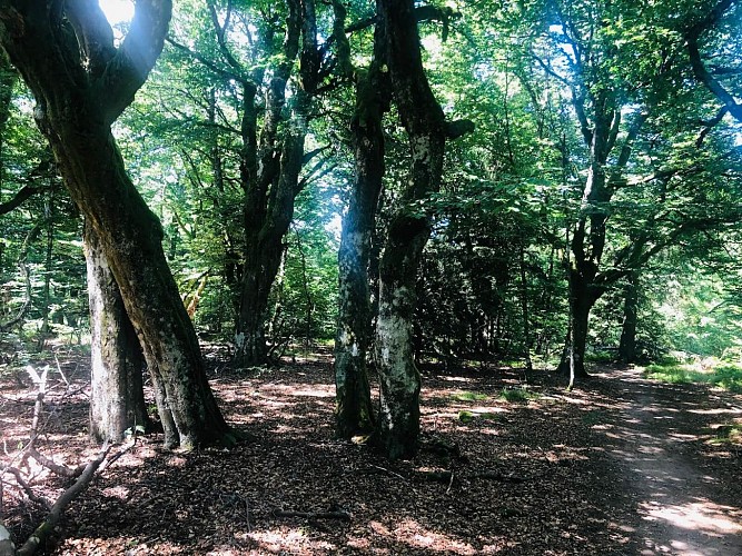 Circuit rando - la cascade du Rudlin  par le Gazon du Faing