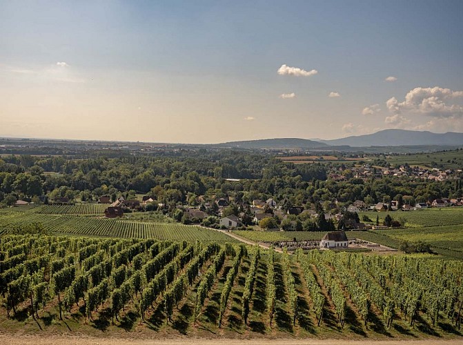 Vue sur le village de Wolxheim depuis le Horn