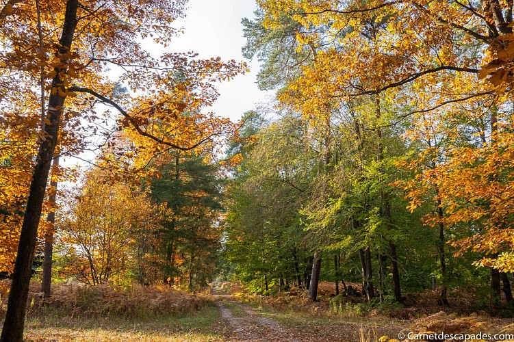 Fahrradtour: De Soufflenheim au Gros-Chêne