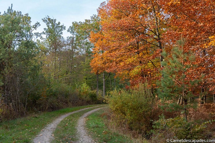 Fahrradtour: De Soufflenheim au Gros-Chêne