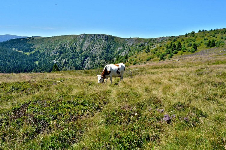 Etappenwandern - Die große Tour durch das Tal - Etappe 4