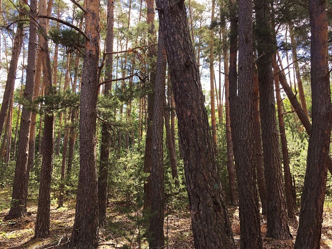 La Forêt d'Exception® de Haguenau - N°13 : Der Sandhaas-Spaziergang