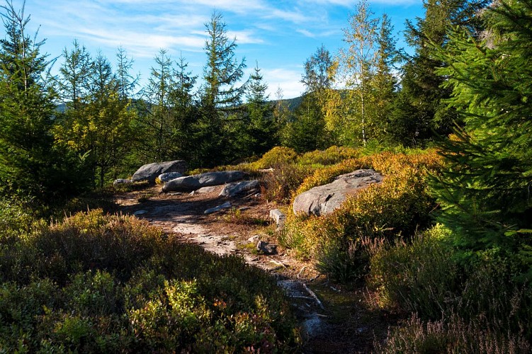 Hiking trail B20: From the Grotte du Loup to the giant sequoia by the Eimerbaechel