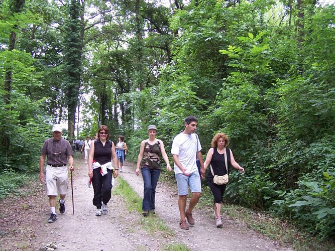 Wanderung : Rundwanderweg Niederwald