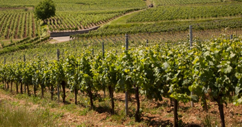 Vignoble et vallon d'Alsace à vélo