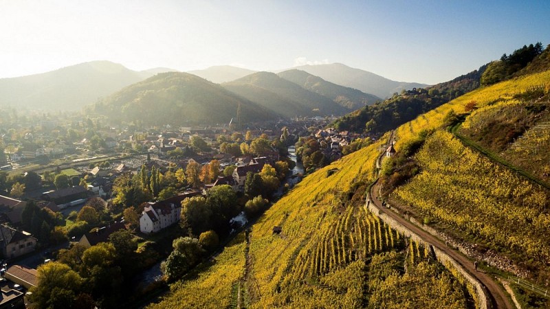 Le vignoble du Rangen de Thann, le plus pentu d'Alsace