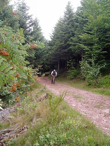 un VTTiste en forêt