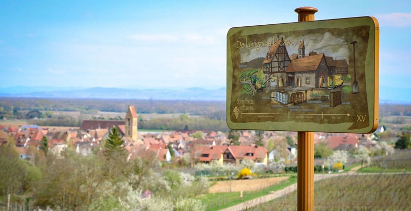 Weinlehrpfad von Eguisheim