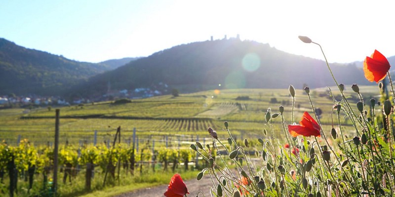 Weinlehrpfad von Eguisheim