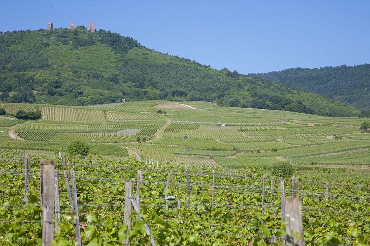 Weinlehrpfad von Eguisheim