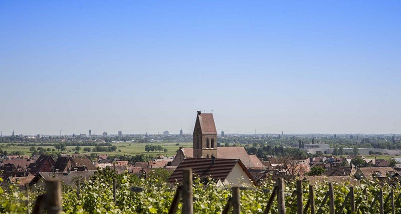 Weinlehrpfad von Eguisheim