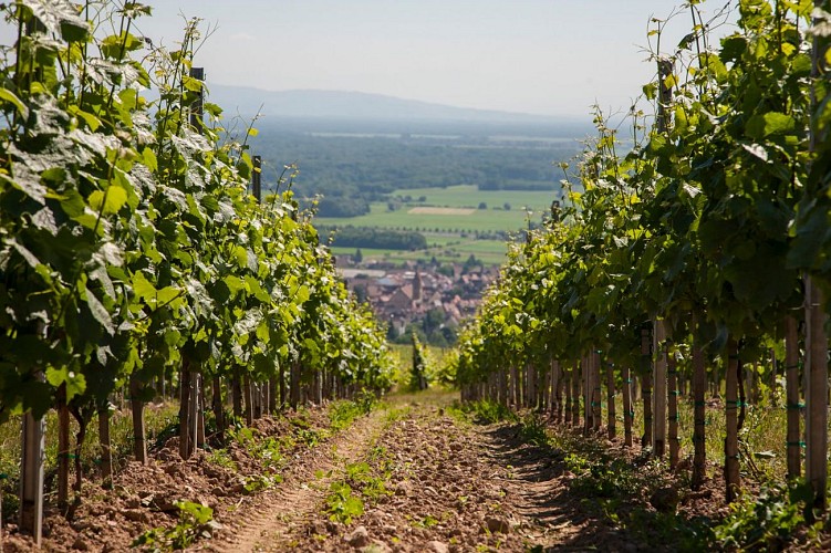 Weinlehrpfad von Eguisheim