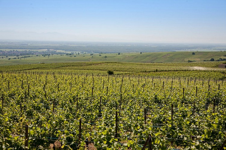 Weinlehrpfad von Eguisheim