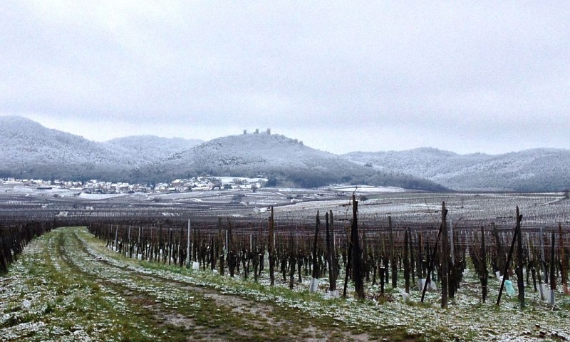 Weinlehrpfad von Eguisheim