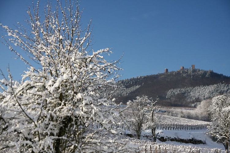 Weinlehrpfad von Eguisheim