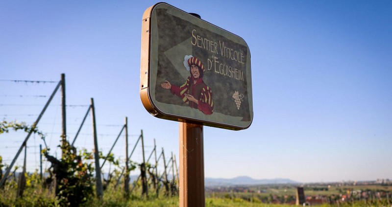 Sentier viticole Eguisheim