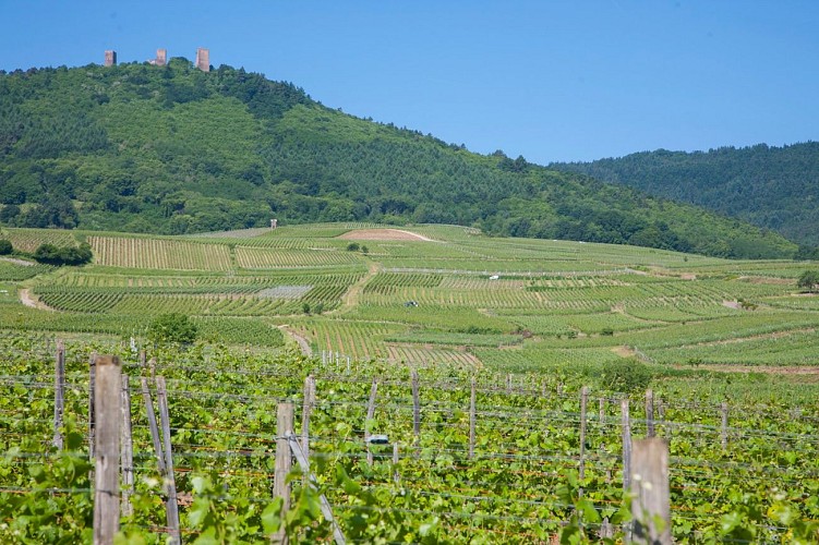 Sentier viticole Eguisheim