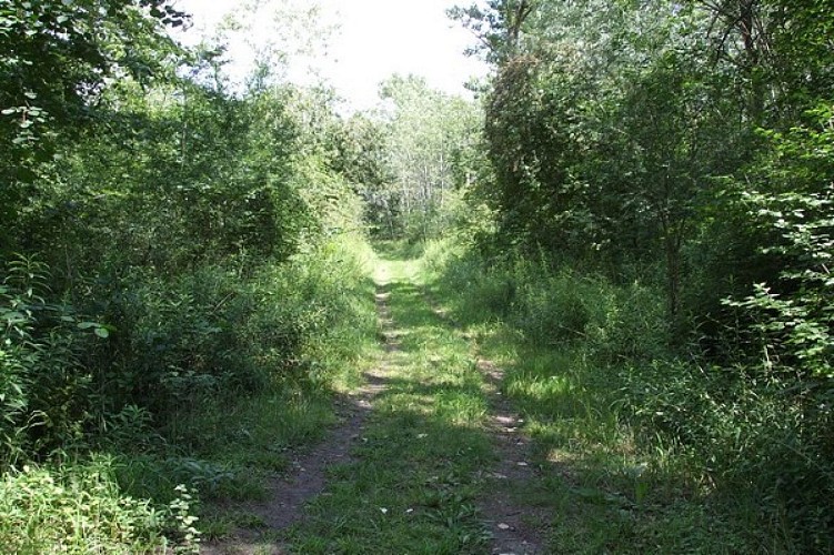 The Rhine footpath