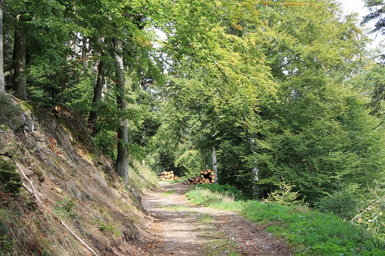 Chemin forestier du Himmelsleiter