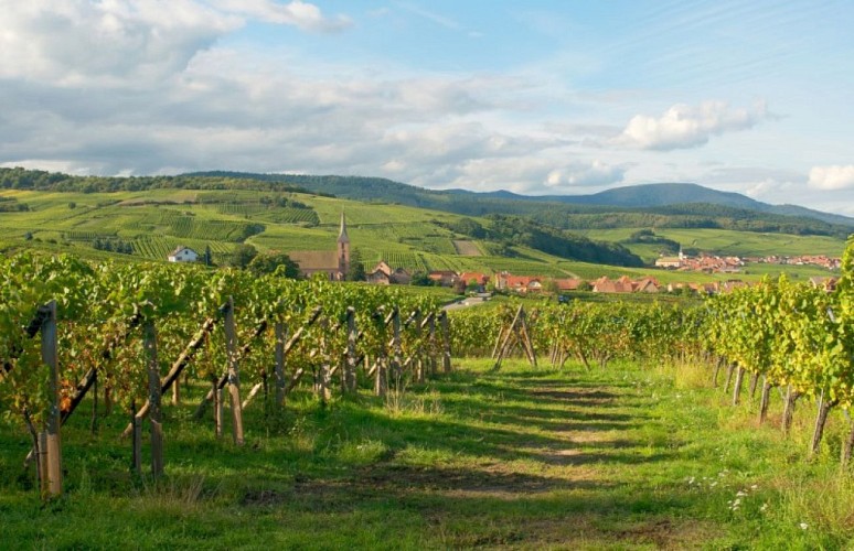 Sentier viticole de Blienschwiller