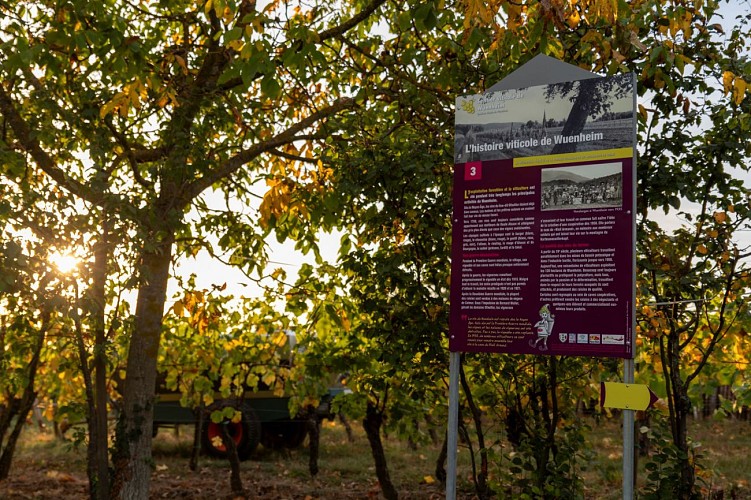 Circuit de randonnée: Sentier viticole de Wuenheim